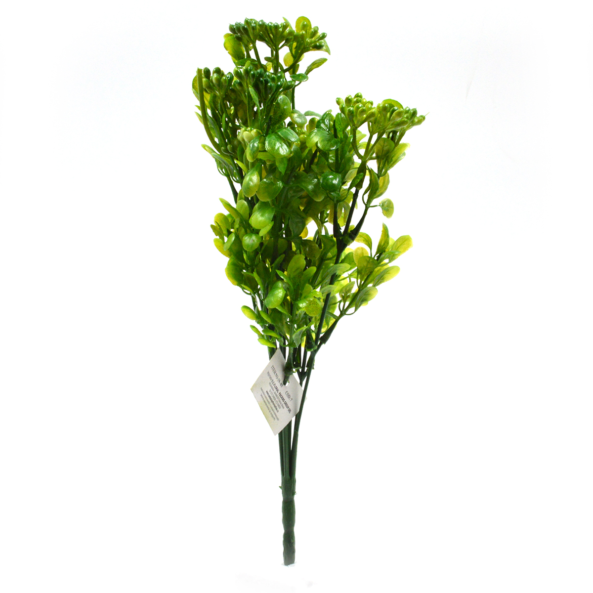 Kalanchoe verde afo