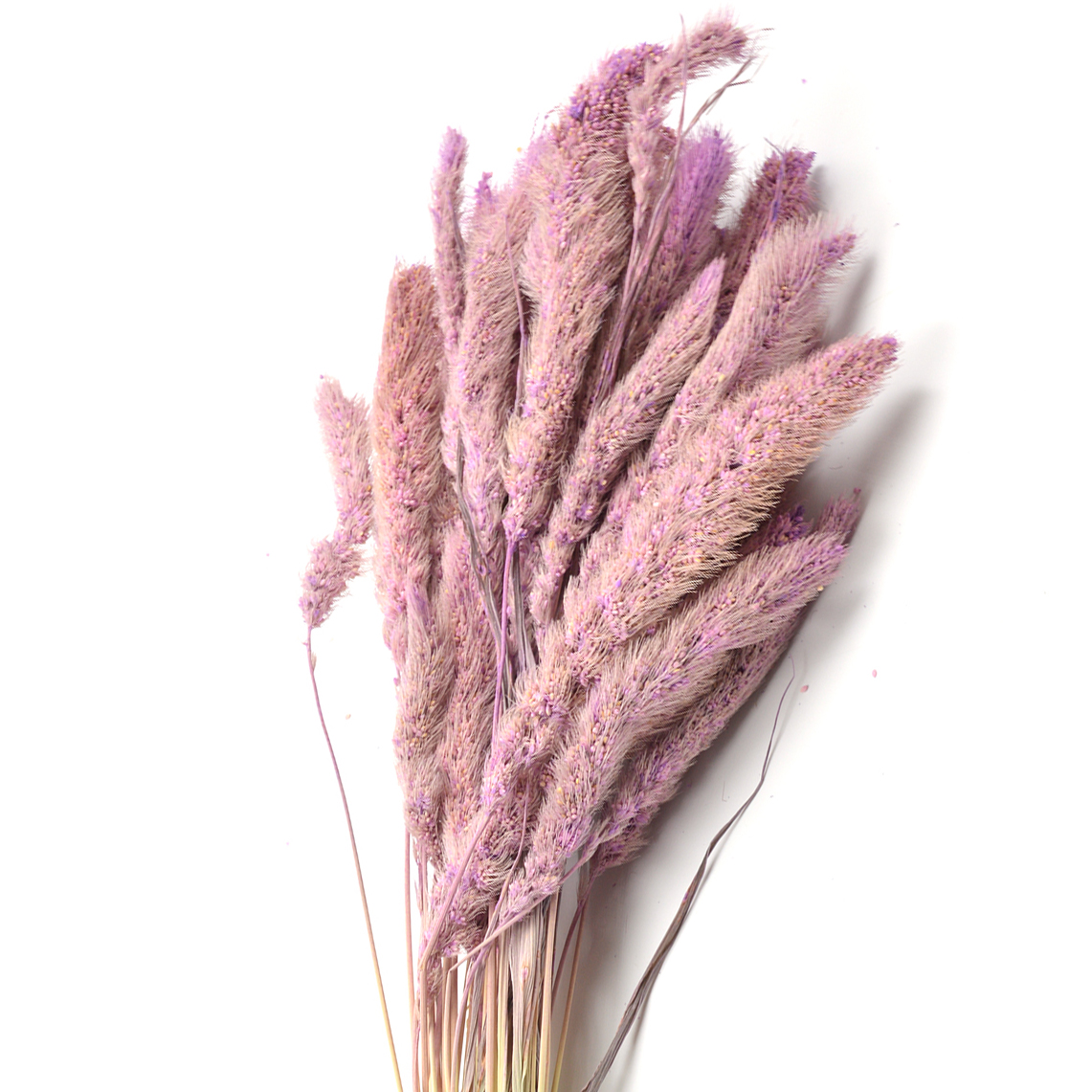 Plante uscate buchet mohor lila