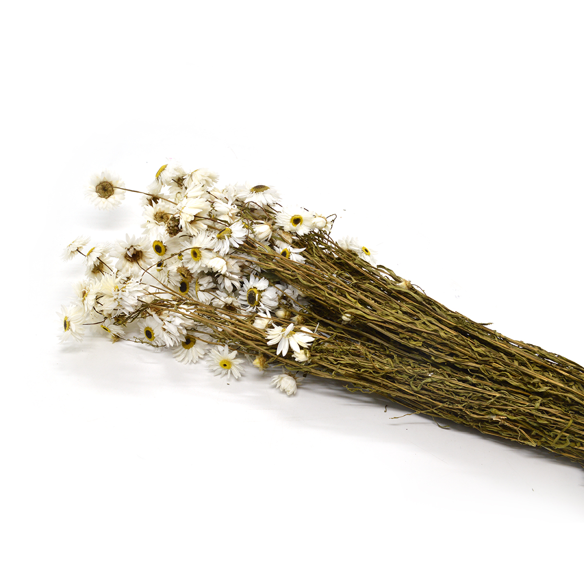Acroclinium natural conservat