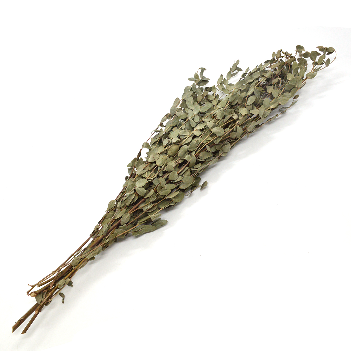 Buchet Eucalipt parvifolia 62cm natur