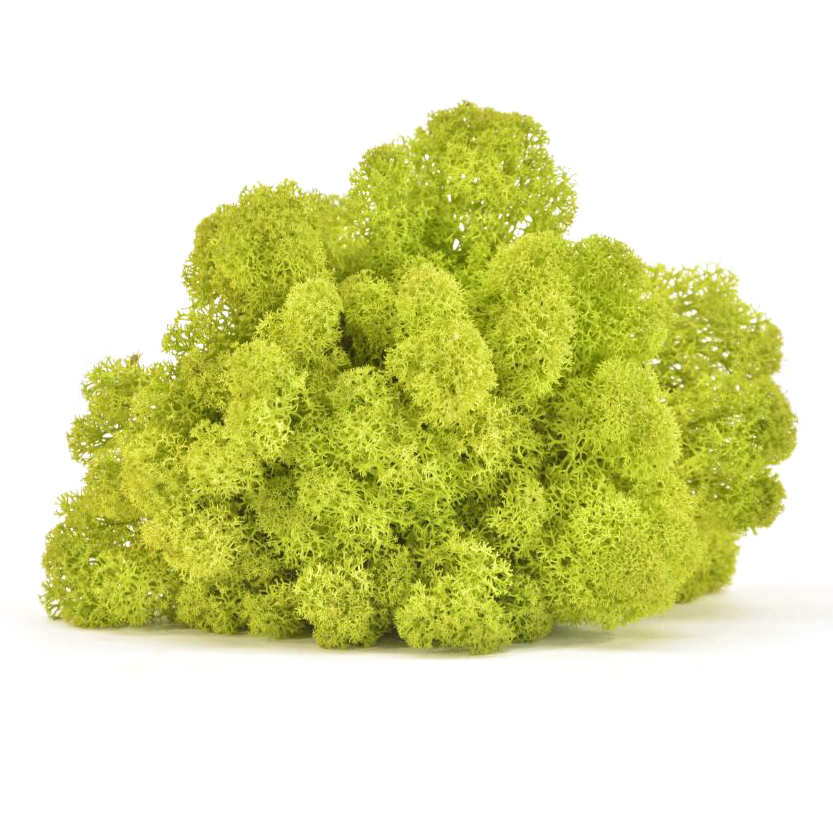 Licheni natural PREMIUM 1kg verde lime