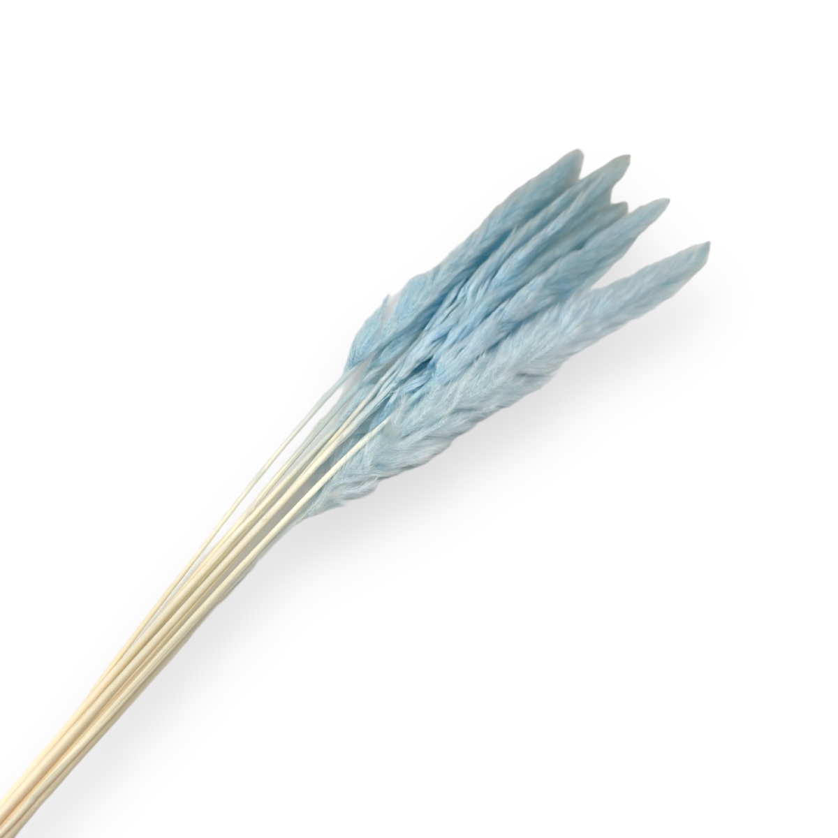 Buchet Pampas selloana mare bleo deschis