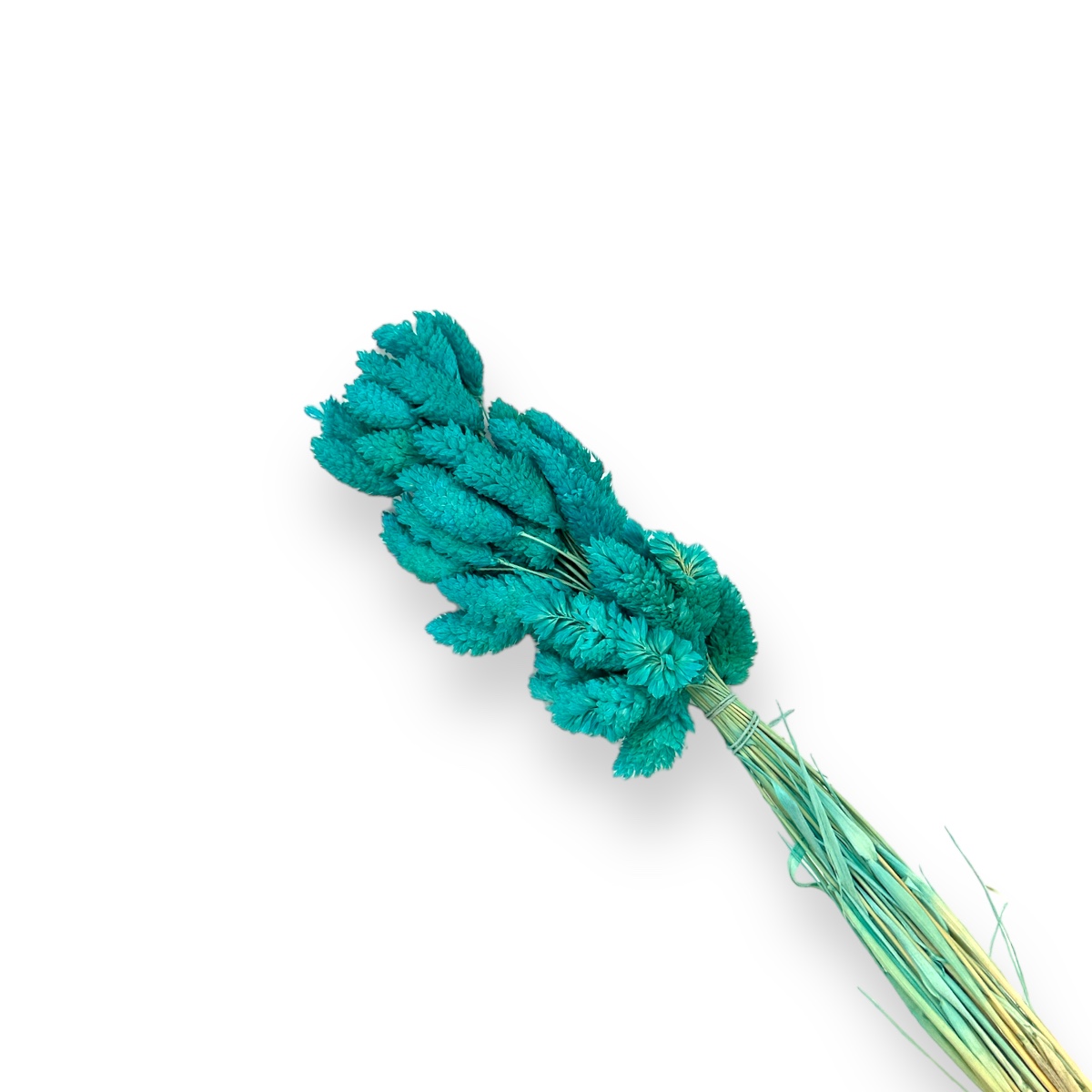 Buchet Phalaris 60gr - 50 fire Turquoise
