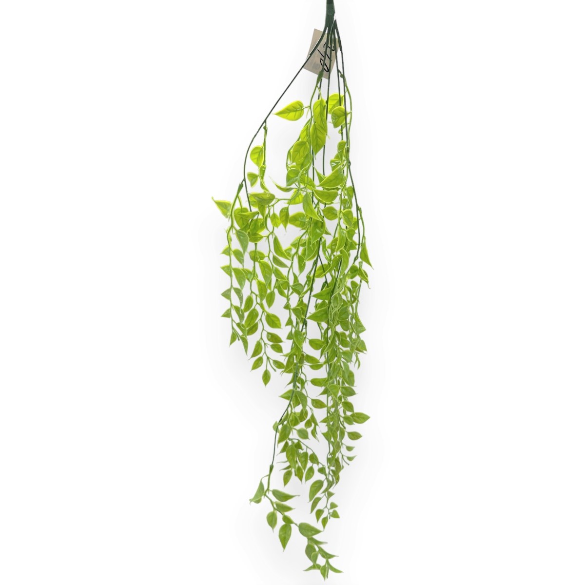Verdeata Curgatoare Ficus Verde deschis