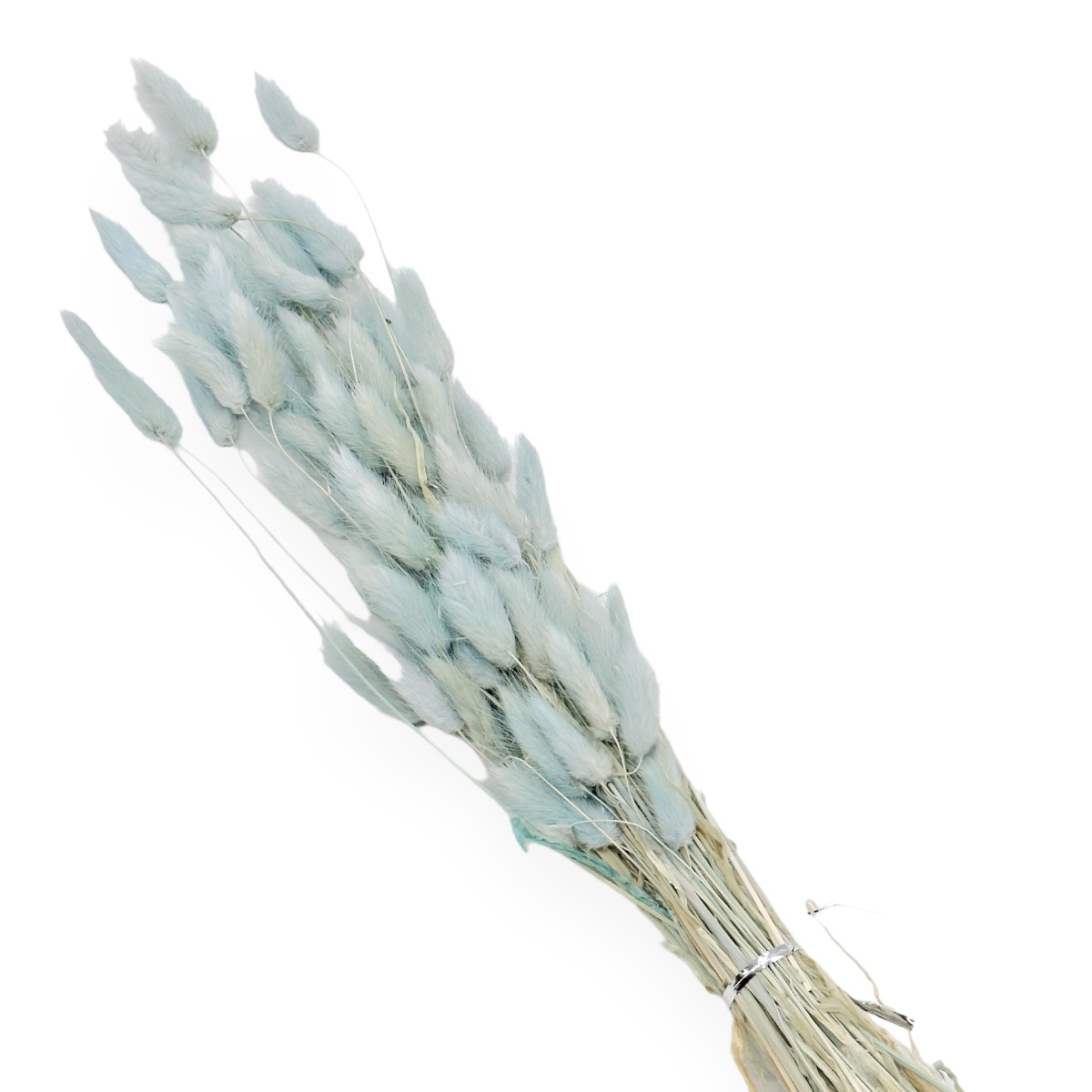 Buchet lagurus mare Bleo deschis
