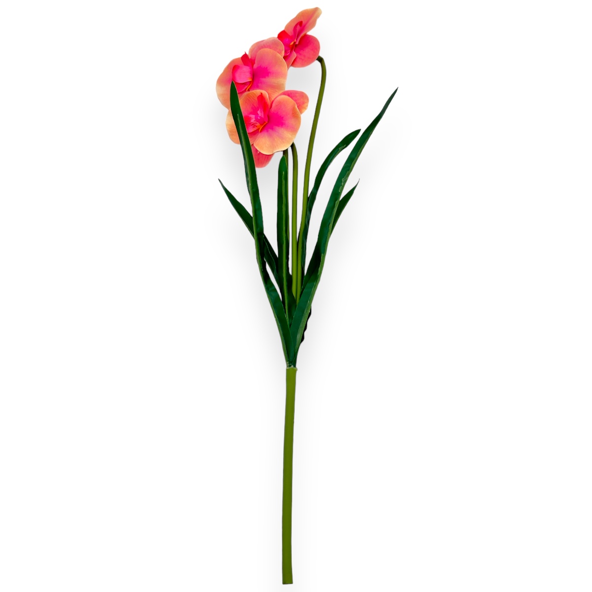 Buchet orhidee crem  siclam salbatic