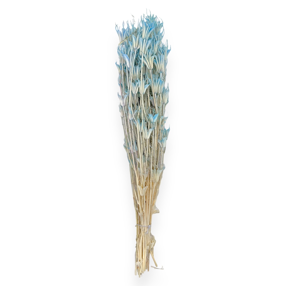 Buchet uscat Nigella Orientalis Premium Bleo deschis