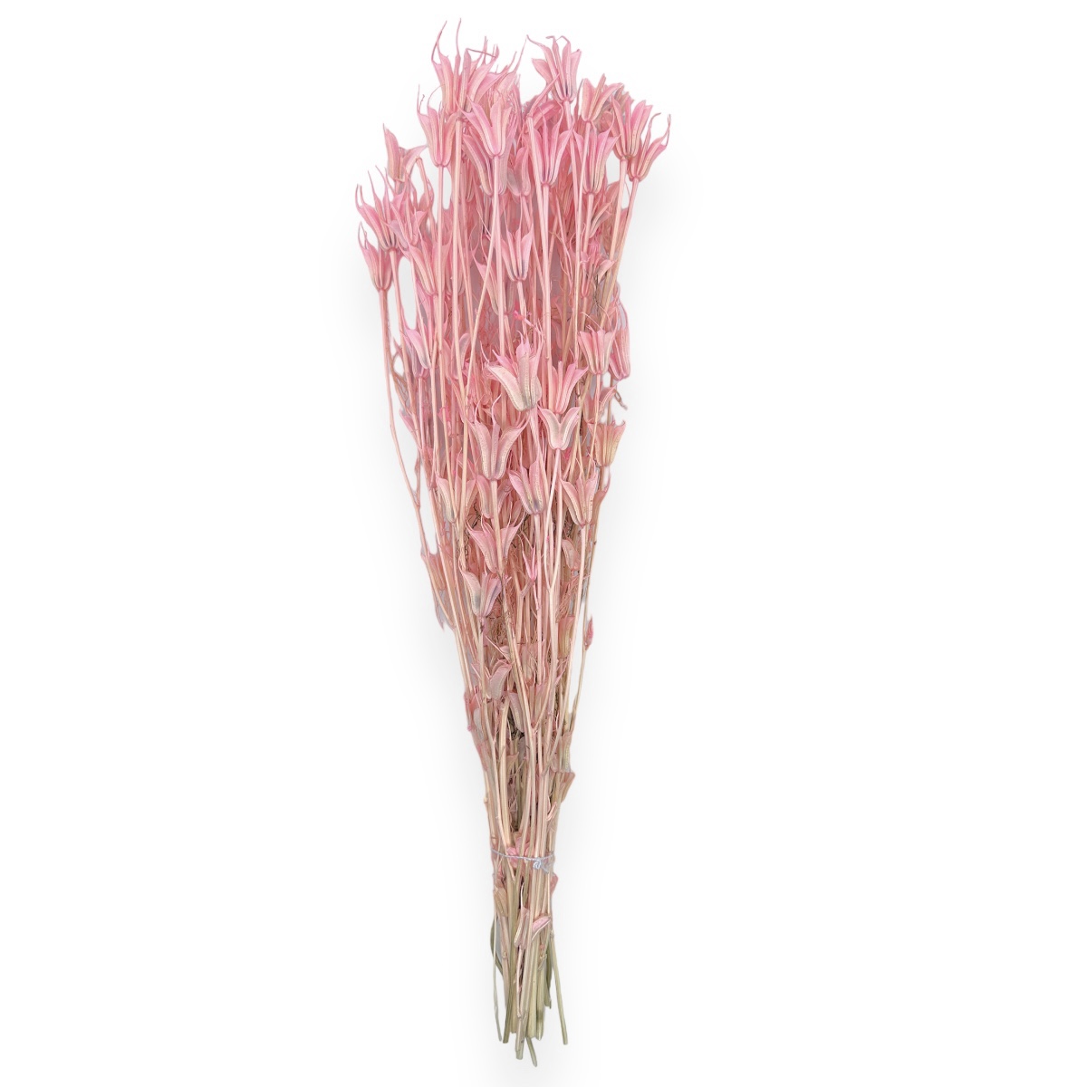 Buchet uscat Nigella Orientalis Premium Roz Pal