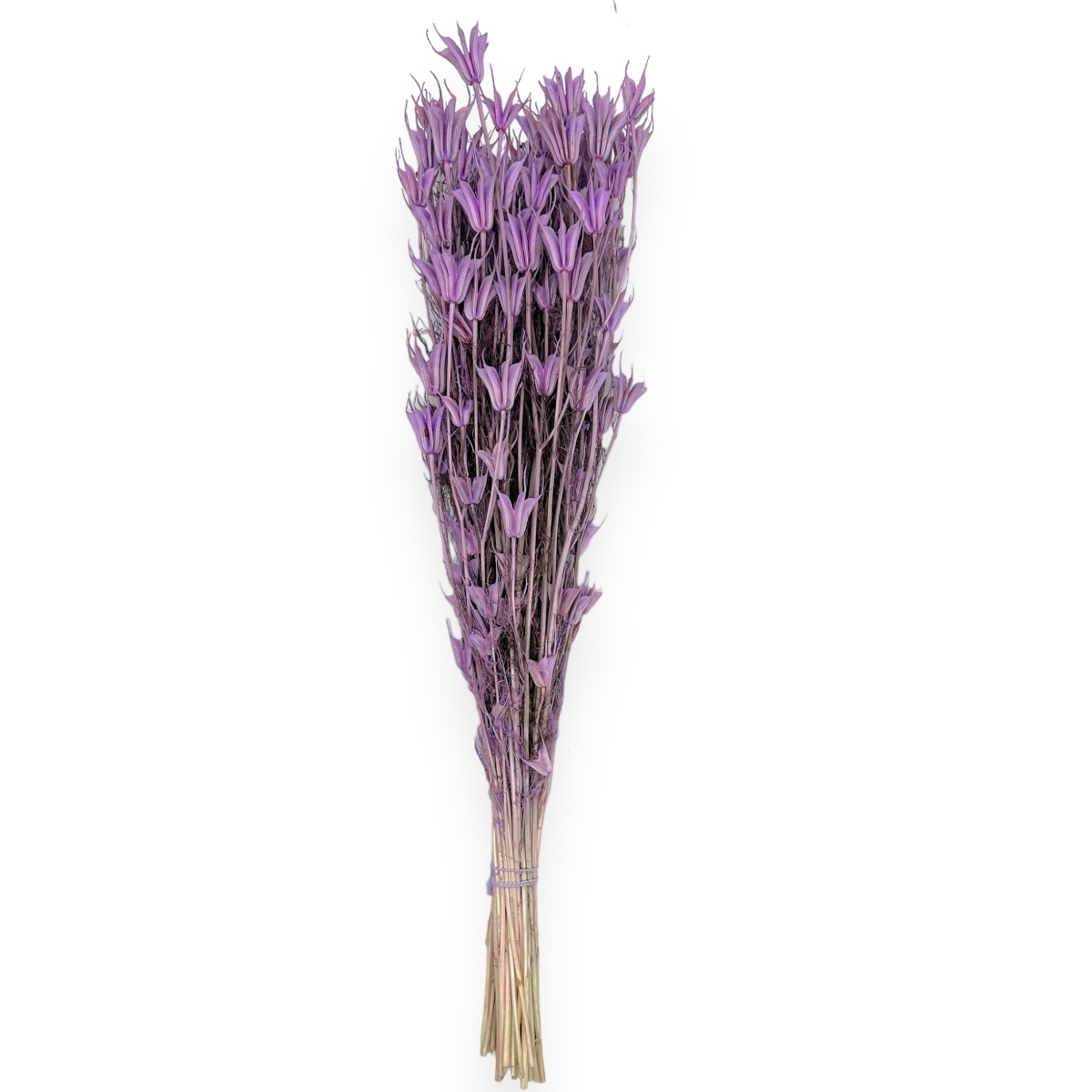 Buchet uscat Nigella Orientalis Premium Liliac