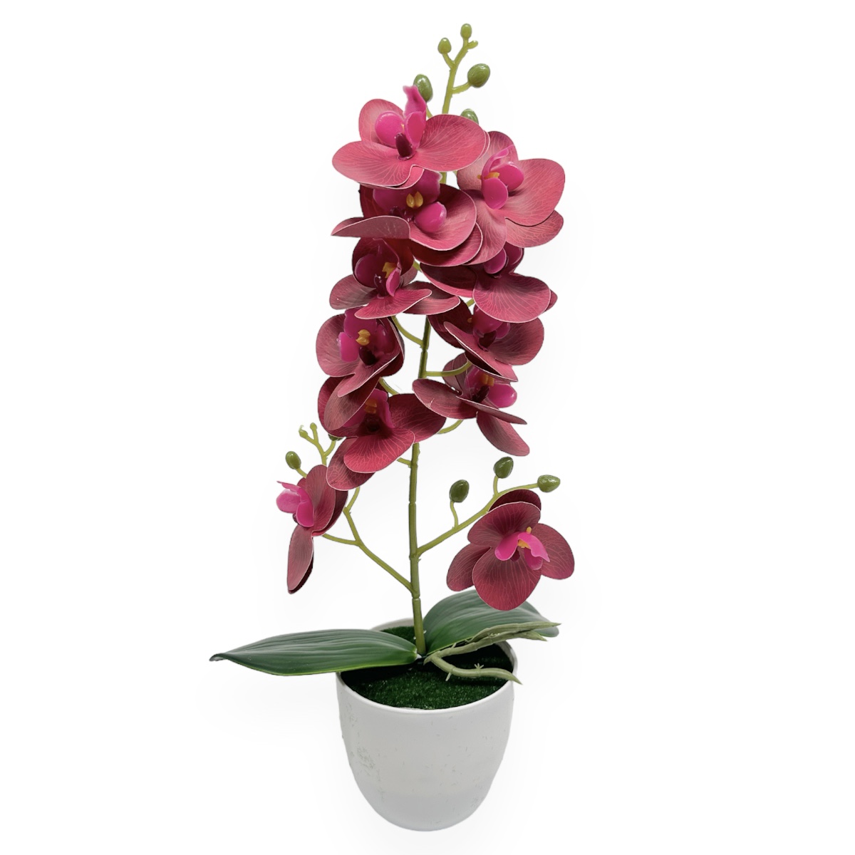 Ghiveci Un Fir Orhidee cu 11 Flori - Burgundy