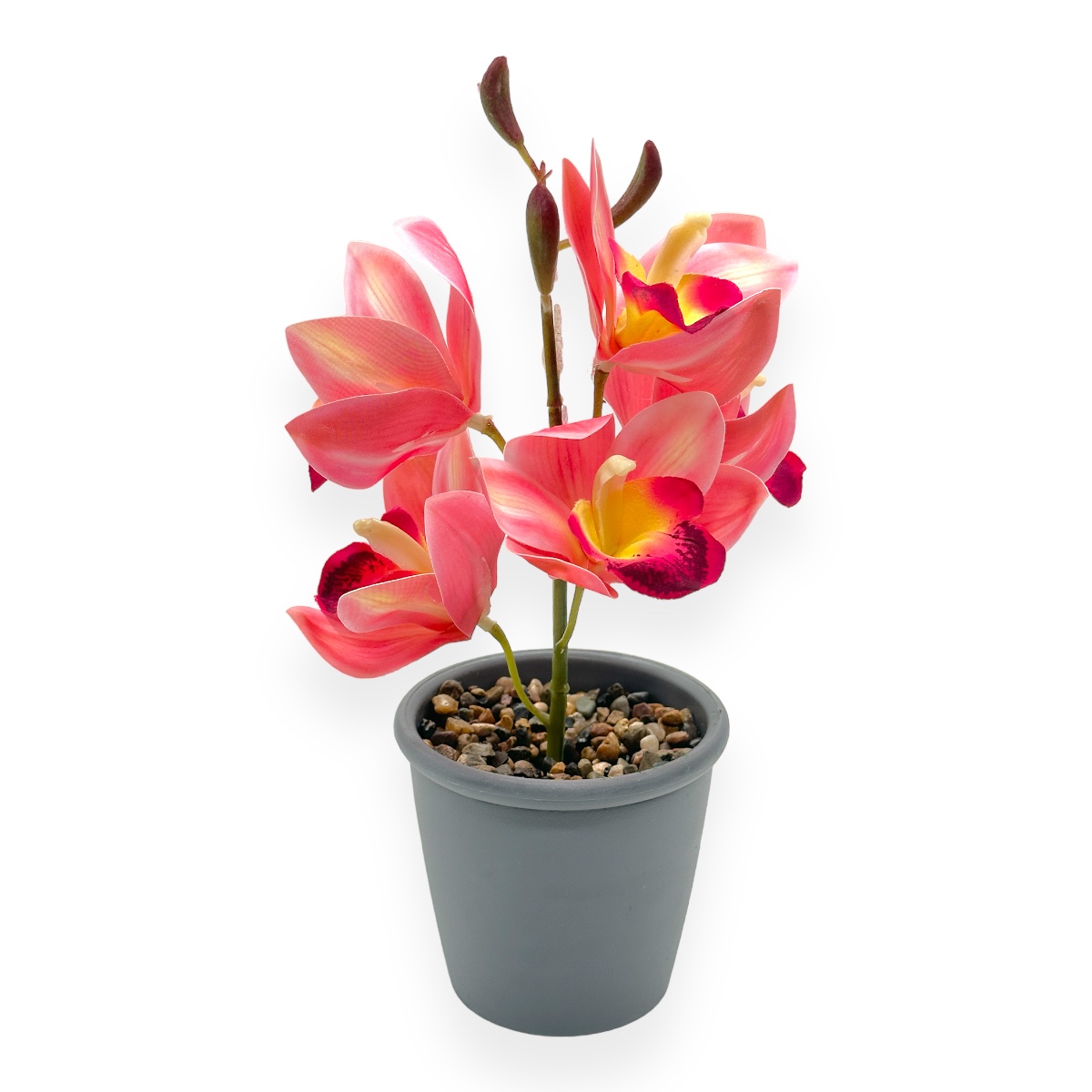 Ghiveci Un Un Fir Orhidee Cymbidium Mica - Rose