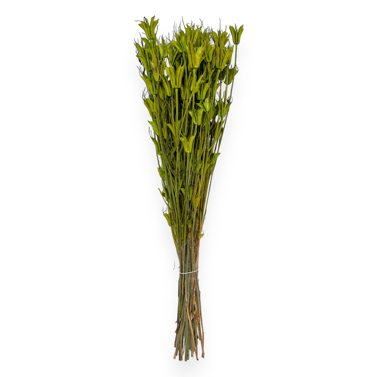 Buchet uscat Nigella Orientalis Premium Verde