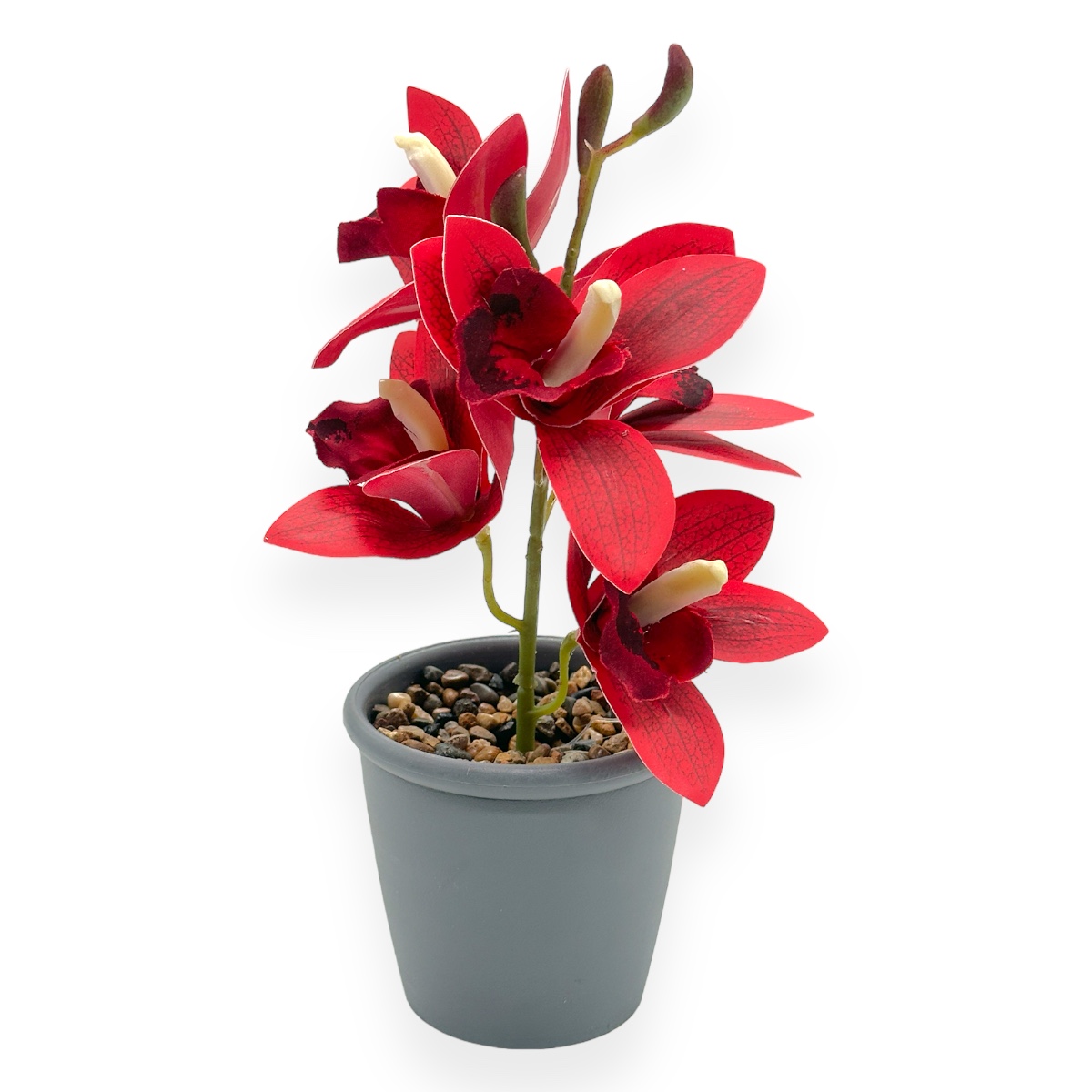 Ghiveci Un Un Fir Orhidee Cymbidium Mica - Rosu Inchis