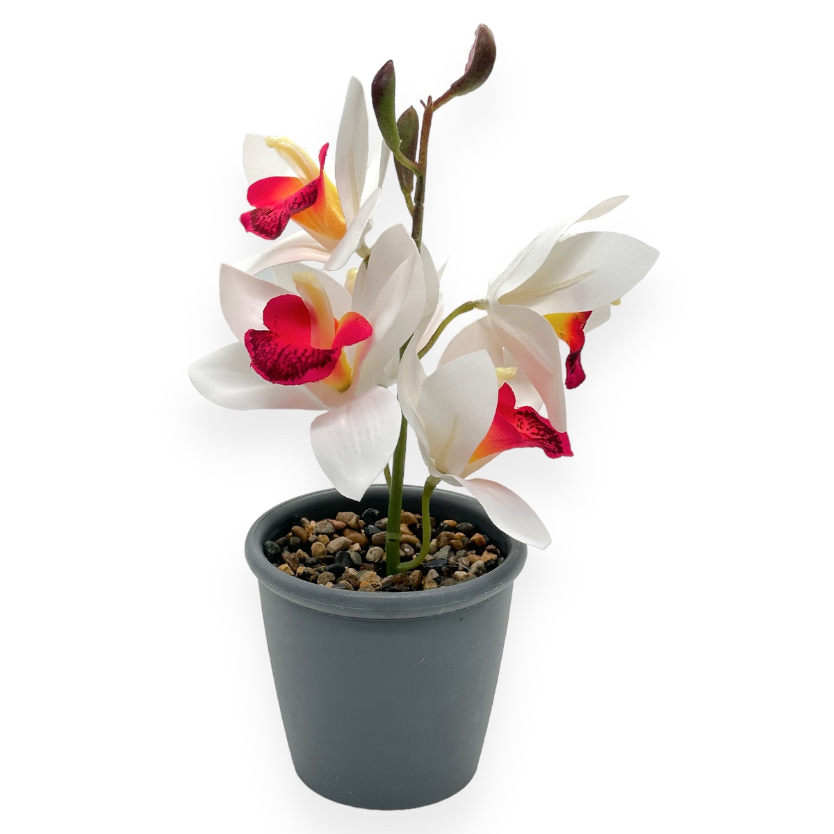 Ghiveci Un Un Fir Orhidee Cymbidium Mica - Alb Burgundy