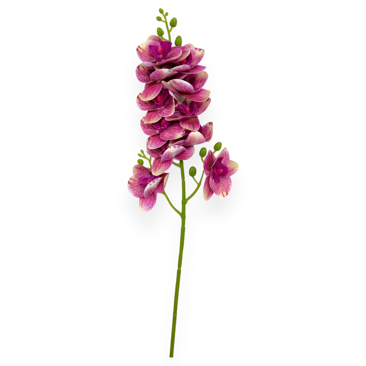 Fir orhidee siliconata Phalaenopsis Marsalla Crem