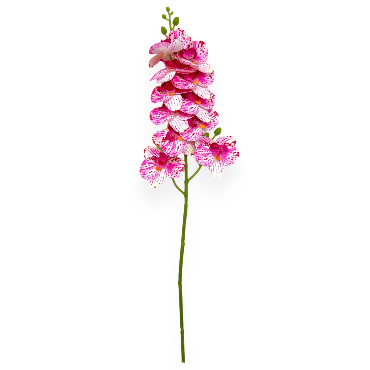 Fir orhidee siliconata Phalaenopsis Pestrita Alb cu Siclam