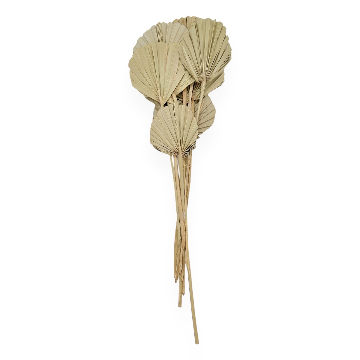 Buchet 10 frunze palmier natur evantai