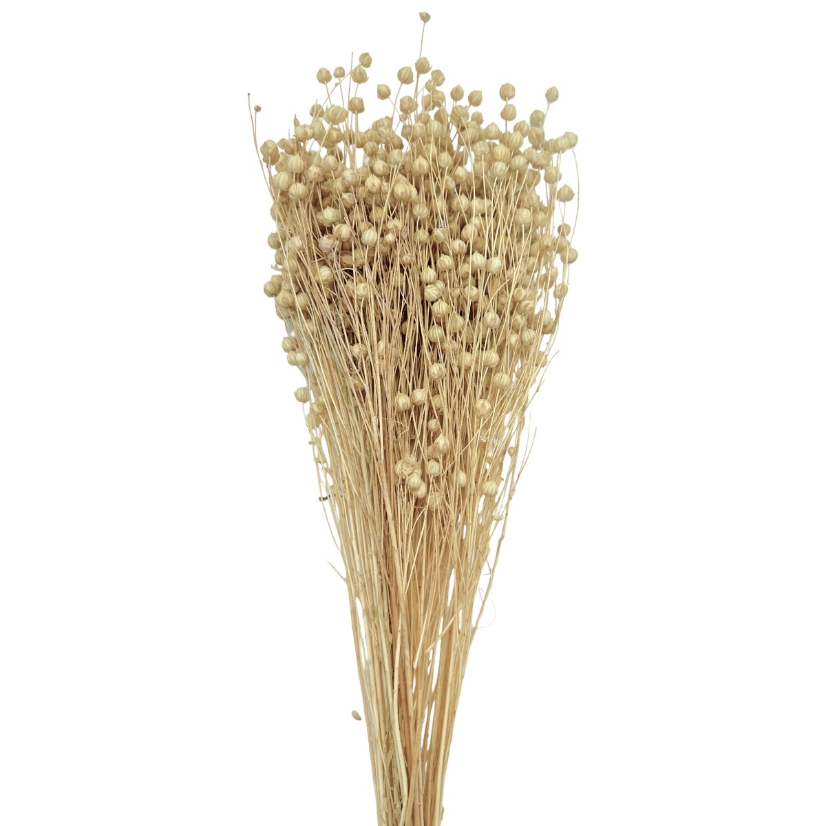 Buchet seminte de in natur afo