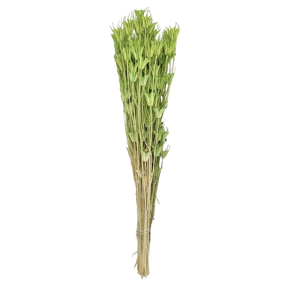 Buchet uscat Nigella Orientalis Premium Verde Deschis