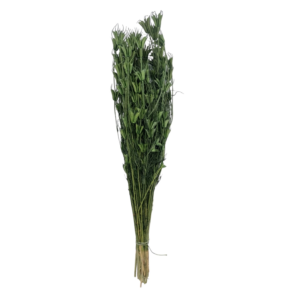 Buchet uscat Nigella Orientalis Premium Verde Smarald