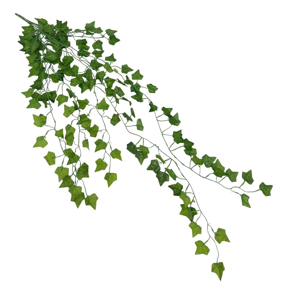 Creanga Edera Algeriensis cu frunze verde inchis