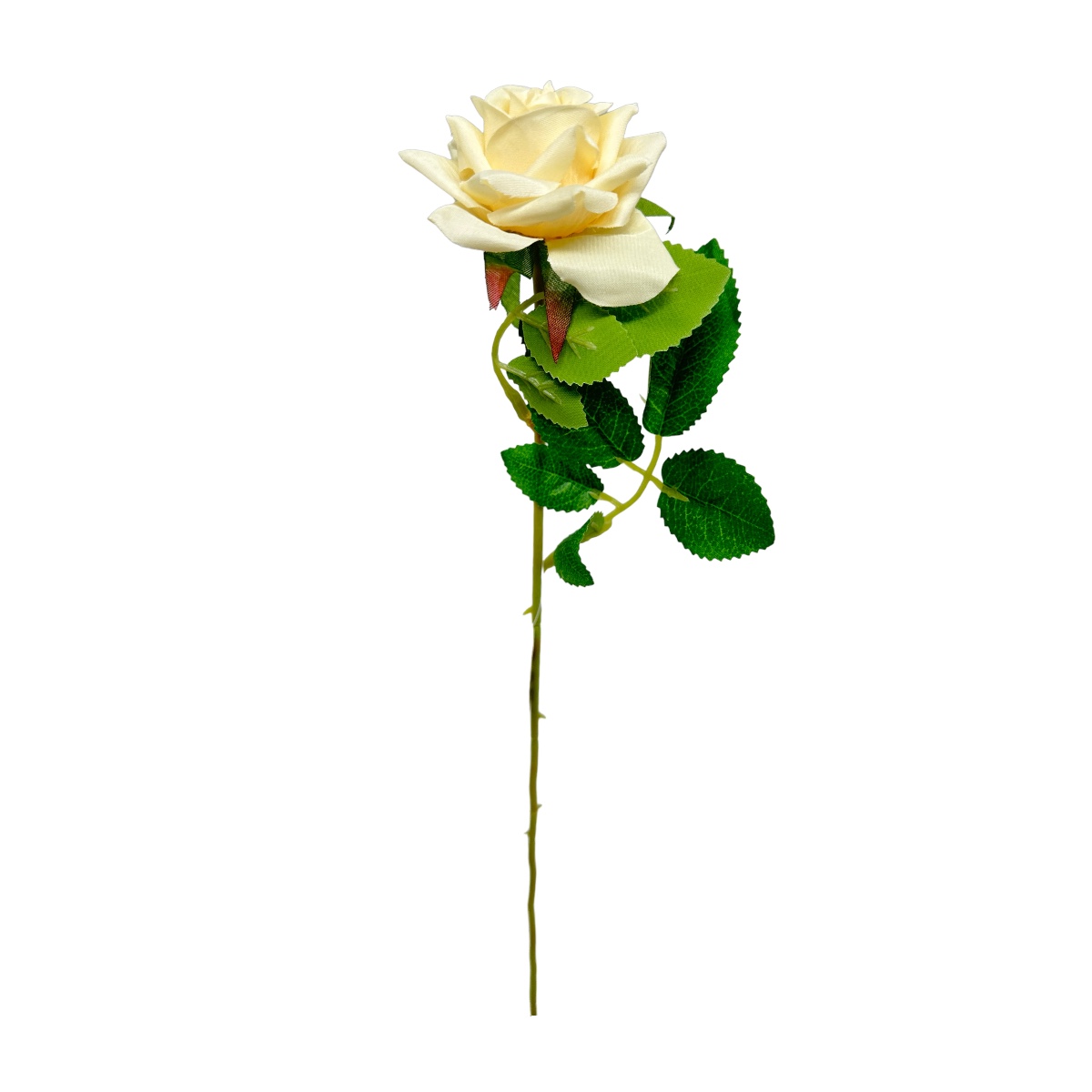 Fir Trandafir Ivory P2017/7