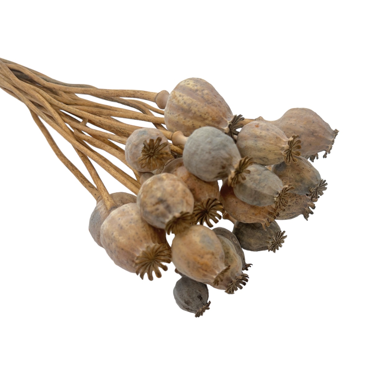 Buchet natural mac 100G