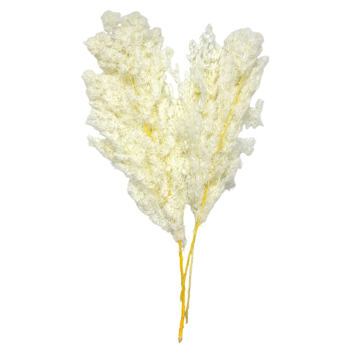Buchet Asparagus 65-68cm Albit