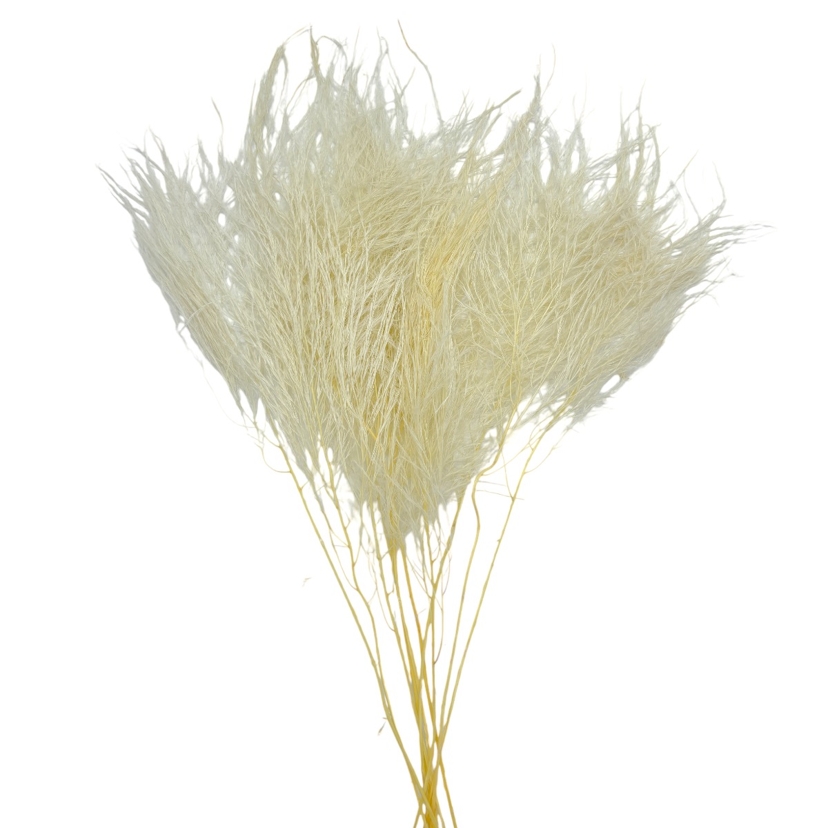 Buchet Stipa Pennata 78cm Albit