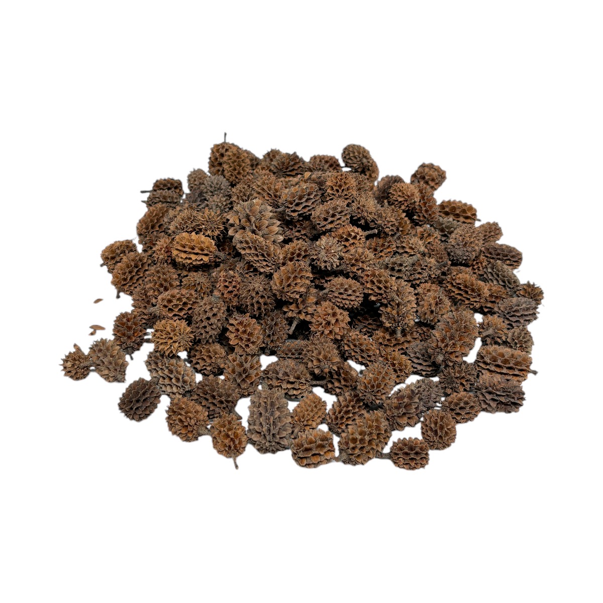 Set mini conuri casuarina natur 200g