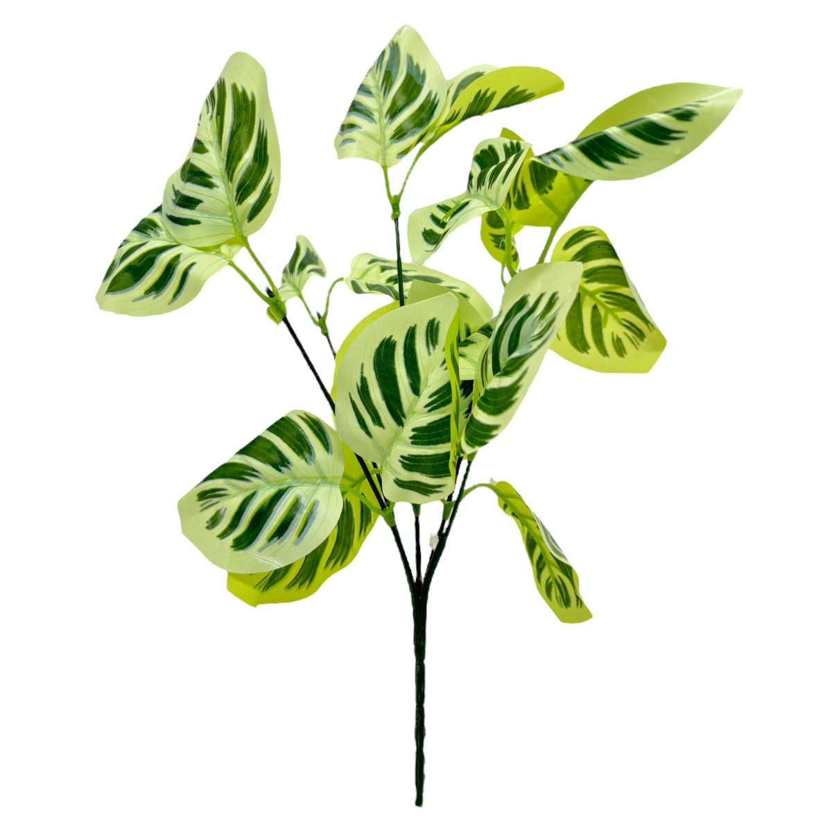 Flori Buchet Calathea Verde Deschis
