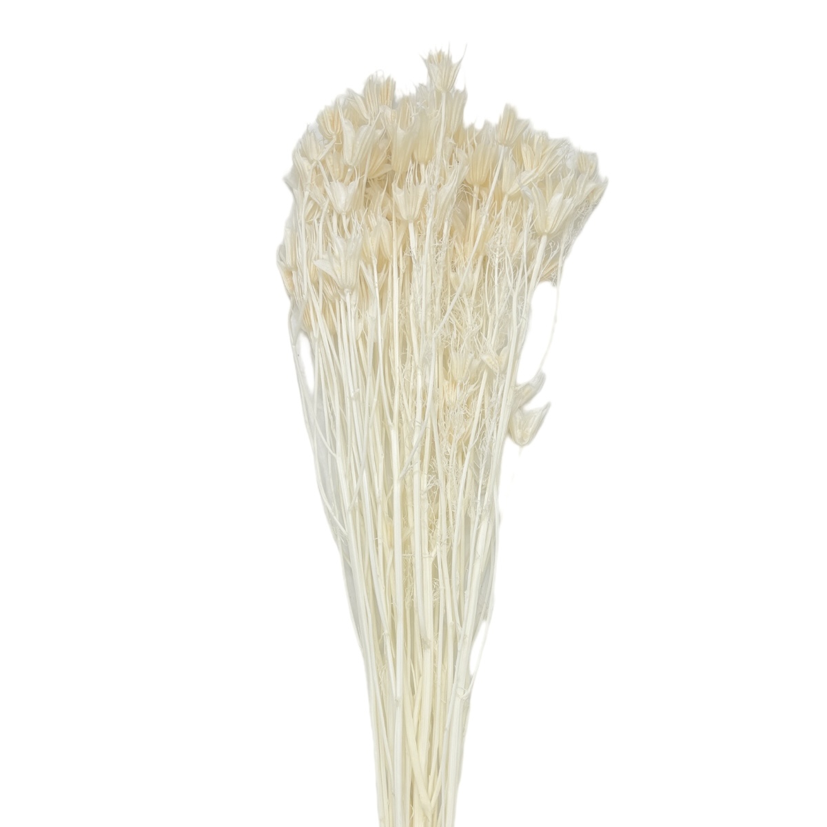 Buchet uscat Nigella Orientalis Premium Albit