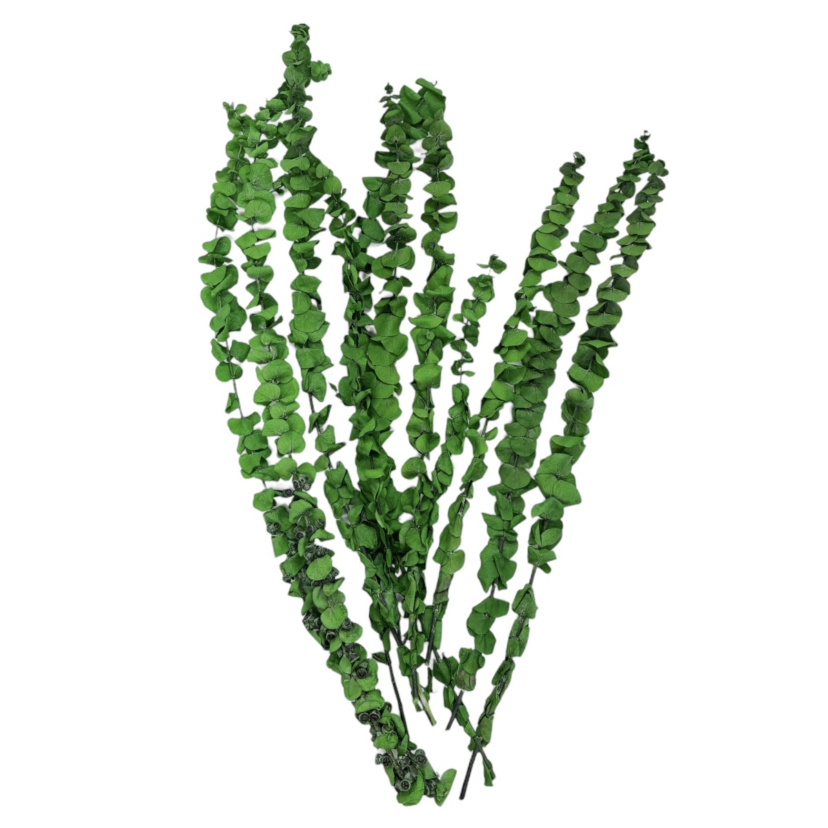 Buchet Eucalipt baby 68cm verde deschis