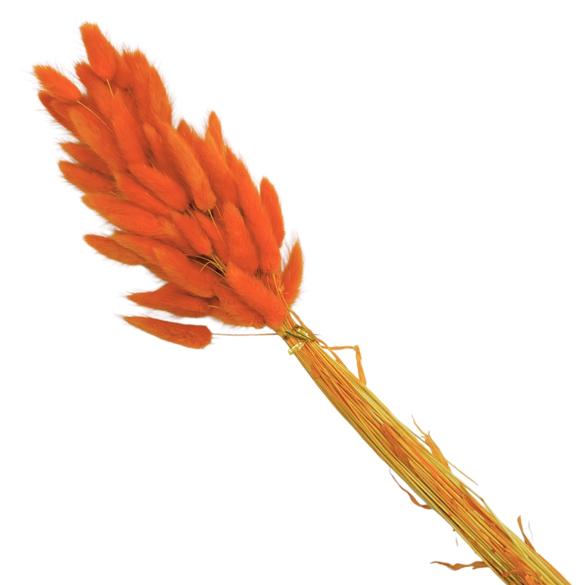 Buchet Lagurus Portocaliu