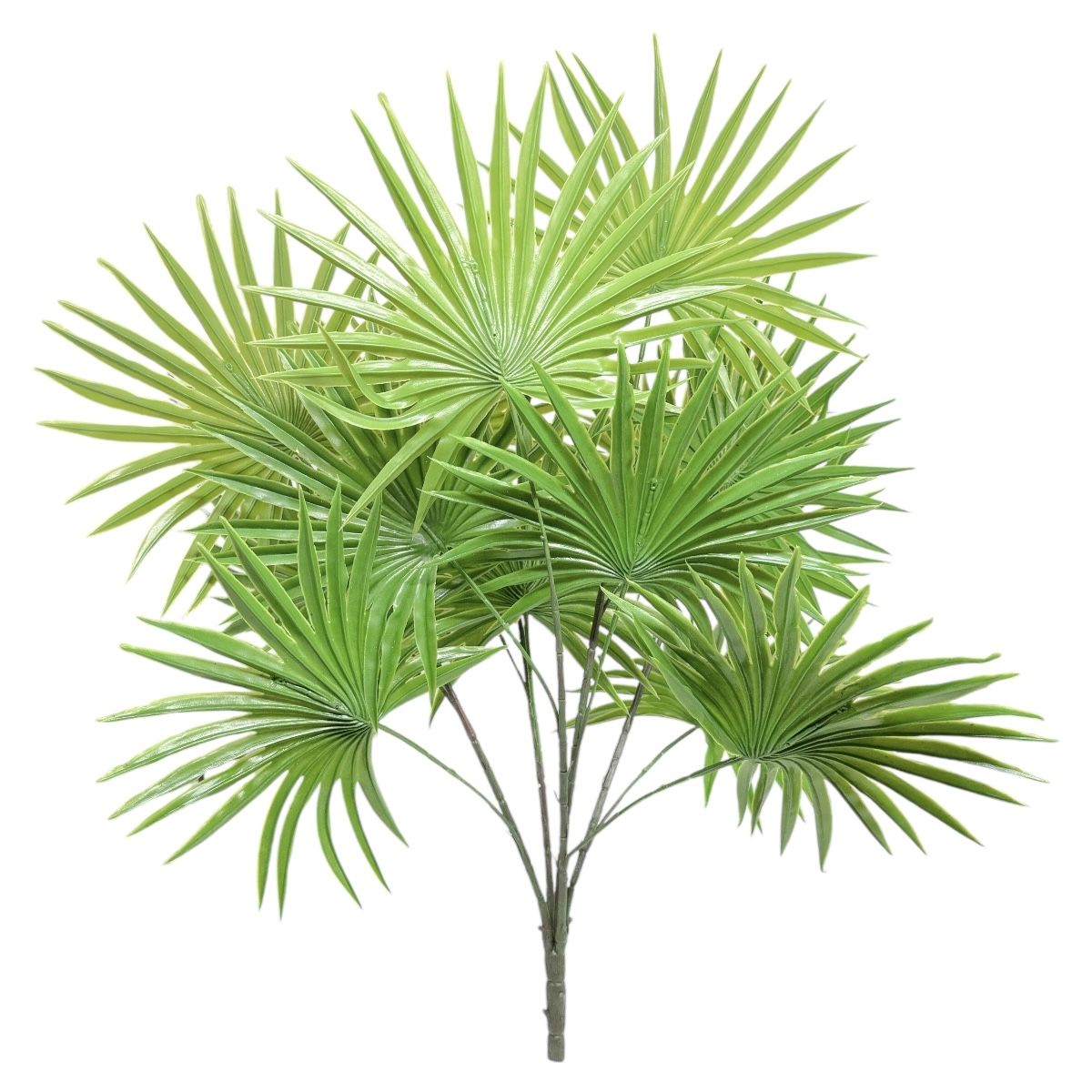 Buchet 15 Fire Palmier Verde Inchis 63cm