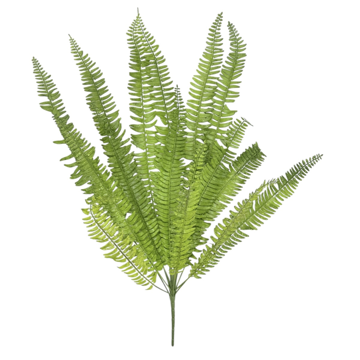 Buchet 15 Fire Feriga Gigant Verde Deschis