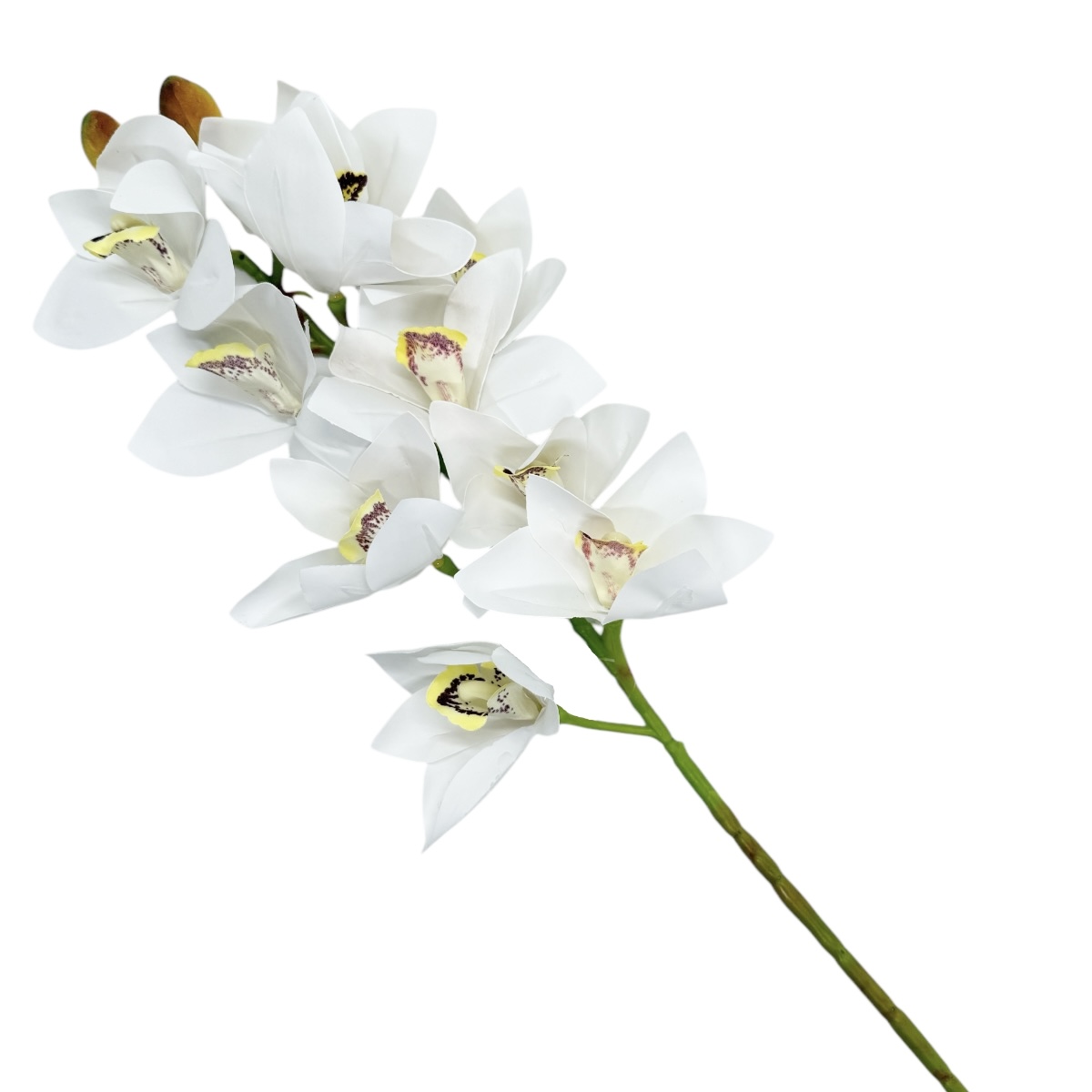 Cymbidium Fir Realtouch Alb