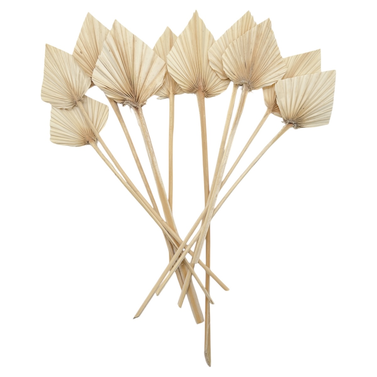 Buchet 10 frunze Palmier Natur Mici