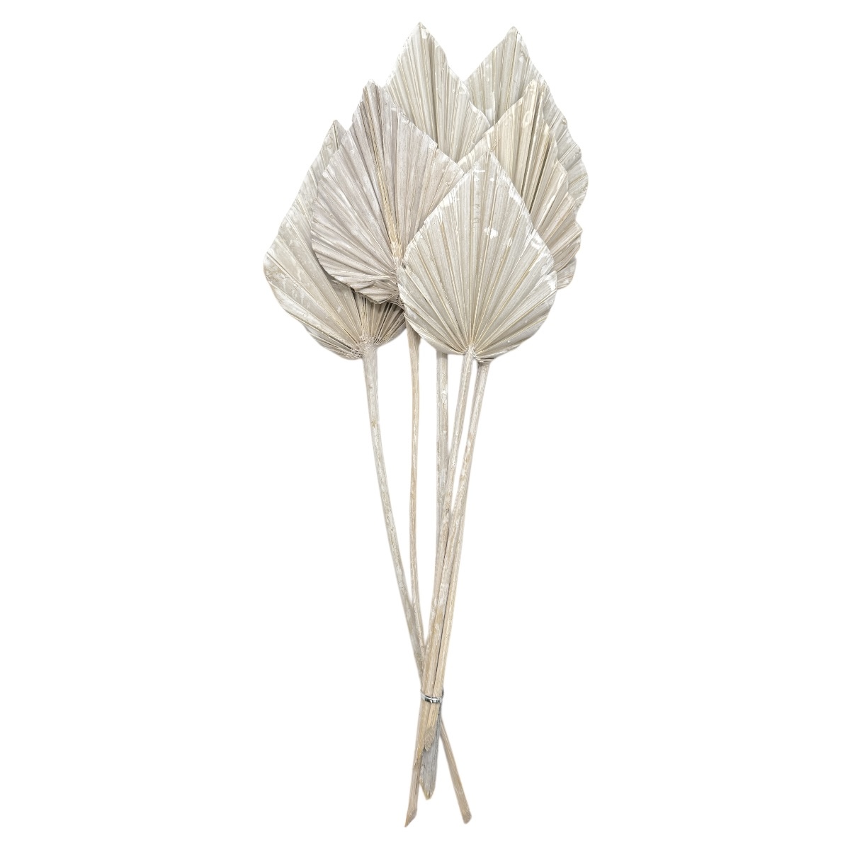 Buchet 6 frunze palmier Albit medii