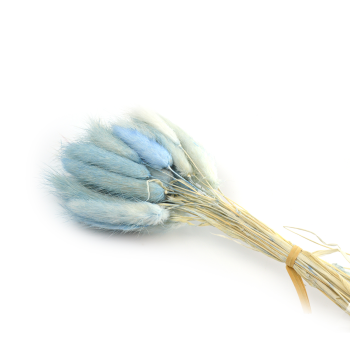 Flori Buchet Lagurus Bleo