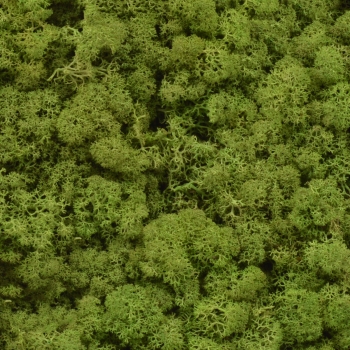 Licheni natural 500gr verde mediu AFO