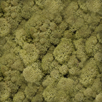 Licheni natural 500gr verde padure