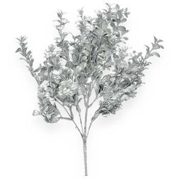 Crenguta 5 fire buxifolium si coleonema silver
