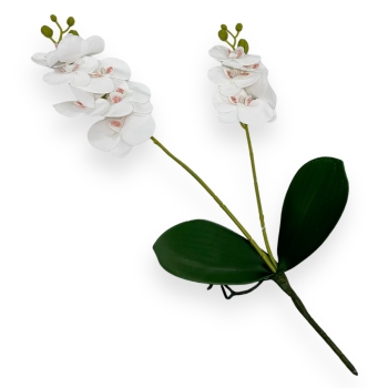 Fir orhidee dublu  Karin Aloha Mare alb cu interior color