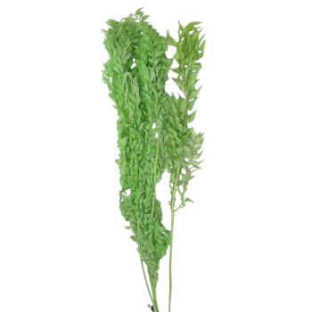 Buchet ruscus natural verde deschis