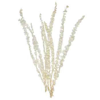 Buchet Eucalipt baby 68cm alb