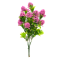 Buchet trachelium siclam