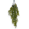 Verdeata Curgatoare Buxus Verde Inchis