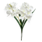 Buchet 2 Fire Orhidee Cymbidium cu Frunze Alb