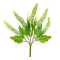Buchet Artificial 5 Fire Veronica Alb cu Verde
